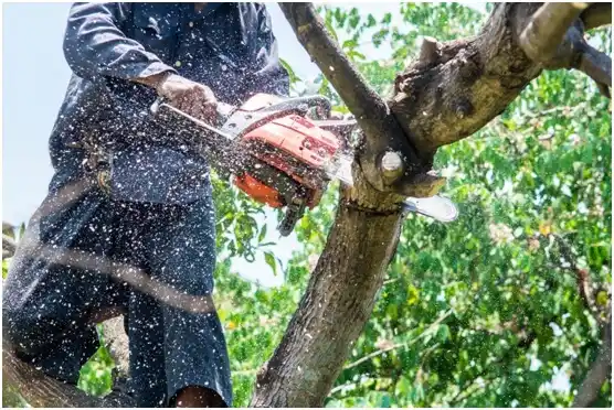 tree services Mount Oliver